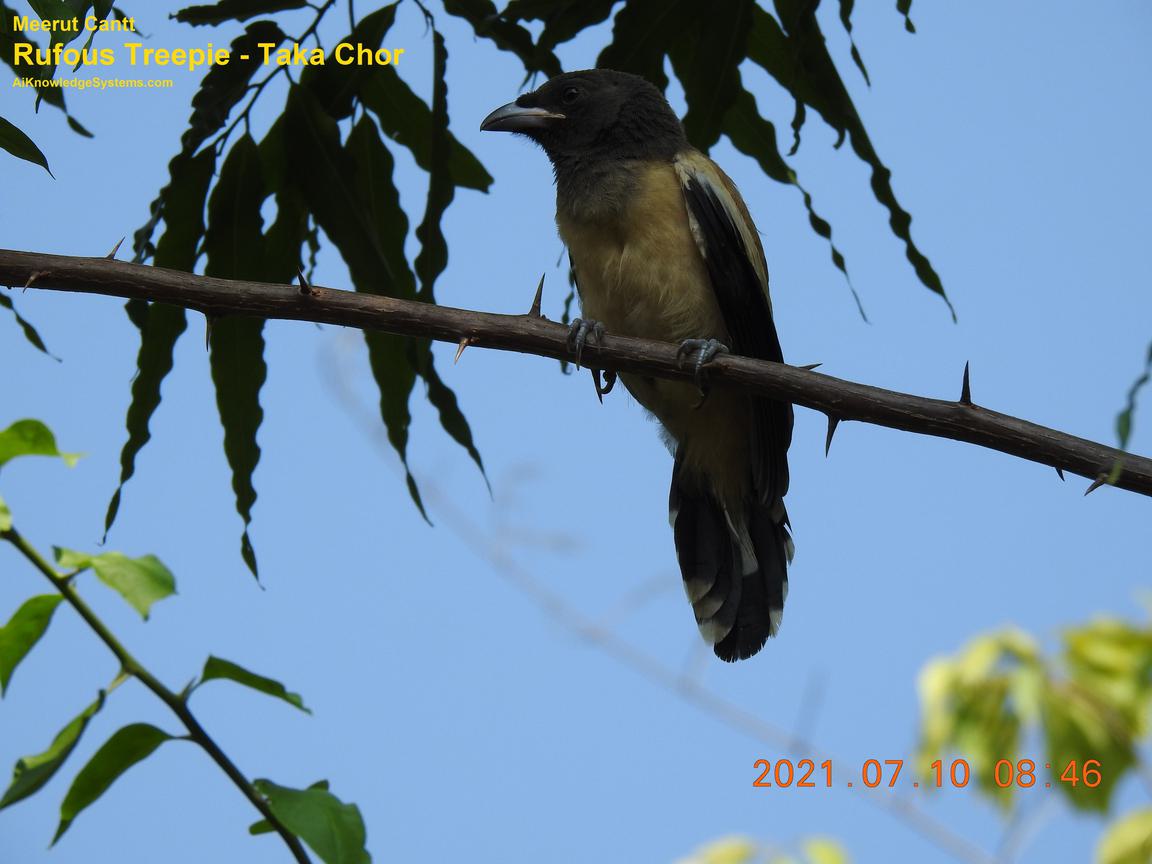 Rufous Treepie (69) Coming Soon